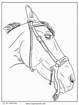 Horse Coloring Horses Color Pages Patterns Different Names Did Know Go Pdf Print sketch template