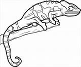 Chameleon Kameleon Lizards Kolorowanki Bestcoloringpagesforkids Horned Dzieci Clipartmag Coloringbay Toad Wydruku sketch template