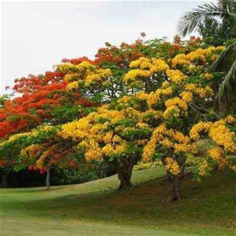 images   gorgeous flamboyan  pinterest trees beautiful  central america