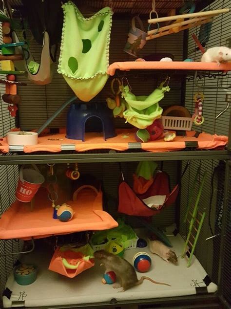 binder clips rat toys and rats on pinterest