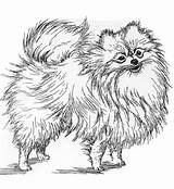 Spitz Pomeranian Nain Allemand Pomeranians Anges Tattoos Chiens sketch template