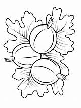 Coloring Pages Gooseberry Berries Recommended sketch template