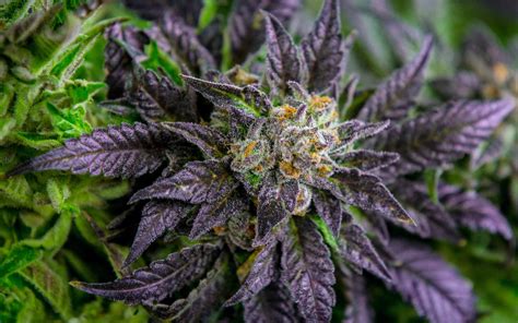 purple cannabis strains  wont   sleepy leafly