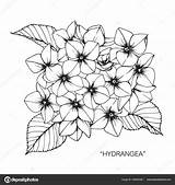 Hortensia Tekenen Bloem Tekening Bloemen Zwarte Tekeningen Kleurplaten Depositphotos Schetsen Witte Lijn Rechtenvrije Afkomstig sketch template