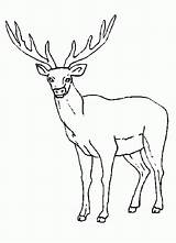 Rocky Elk Coloring Mountain Drawing Printable Popular Library Clipart sketch template