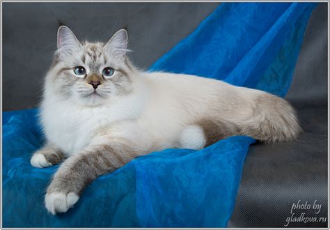 our grown kittens the cattery of siberian cats baraj