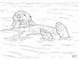 Coloring Otter Sea Pages Floating Drawing Printable sketch template