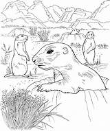 Prairie Dog Coloring Pages Grassland Sheet Drawing Dogs Kids Grasslands Animals Print Sketch Clipart Popular Template Getdrawings sketch template