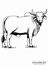 Brahman Cattle Printcolorfun sketch template