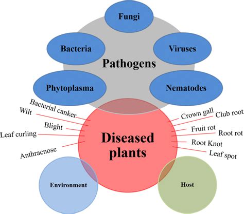 Schematic Representation Of Plant Diseases And Pathogens Download