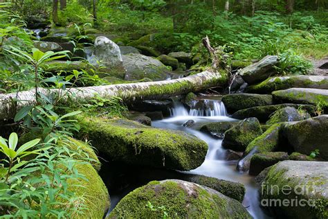 fallen moss covered tree  rocks  green forest  stream photograph  bridget calip