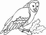 Owl Owls Barn Color Draw sketch template