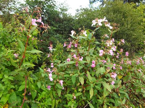 central  east lakes rangers himalayan balsam pull   brew  south cumbria rivers trust