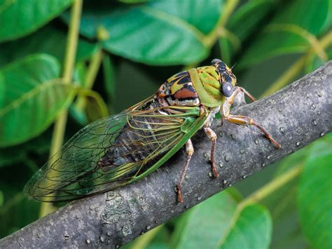 walkers cicada songs  insects