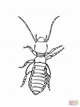 Coloring Pages Louse Insect Printable Realistic Color Lice Drawing Logo Silverfish Bulls Bugs Damselfly Sitting Template Leaf Print sketch template