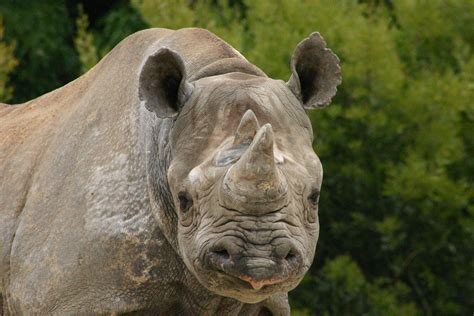 rhinos backyard zoologist