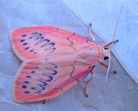 moths whisper  trees dance pink moth moth beautiful bugs