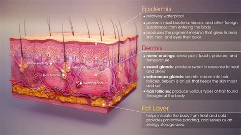 skin functions conditions  treatments scientific animations