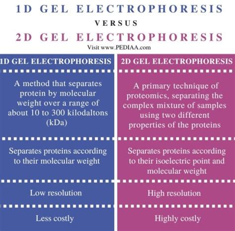 difference     gel electrophoresis pediaacom