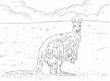 Canguro Cucciolo Orientale Kangaroo Stampare sketch template