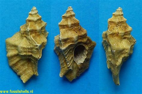 international fossil shell museum foundation   study  shells