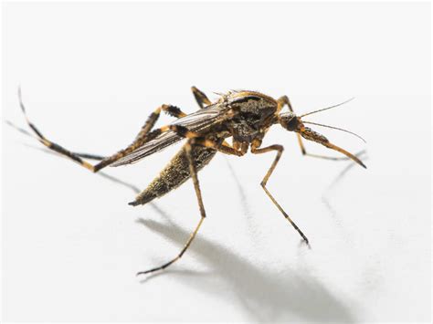 supersized mosquitoes besiege north carolina  wake