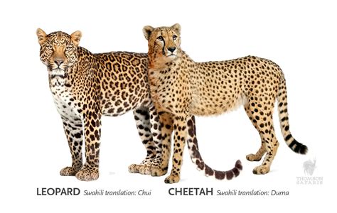 difference cheetah leopard thomson safaris