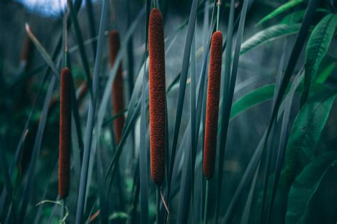 edible plant focus cattails survive  thrive  nicole apelian