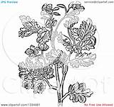 Celandine Clipart Clipground Woodcut Medicinal Herbal sketch template