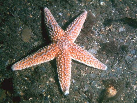 common starfish animal  fandom powered  wikia