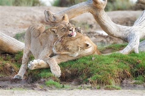 lioness  cub playing lion photography prints  sale