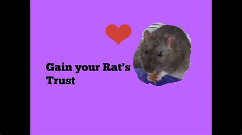 gain  rats trust youtube
