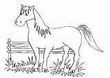 Pages Show Horse Coloring Jumping Getcolorings Getdrawings sketch template