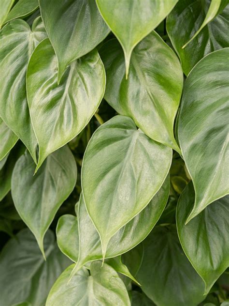 Philodendron Scandens Heart Leaf Plant For Sale Online Buy Now