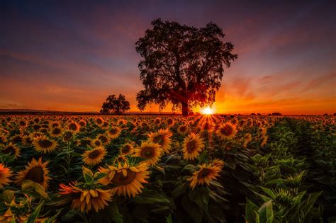 woodland california sunflower field sunset getty photography
