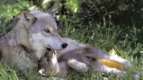 baby wolf wallpaper  pictures