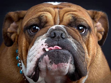 bulldog dog breed information pictures