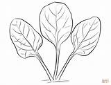 Spinach Coloring Leaves Pages Drawing Printable Easy Vegetable Visit sketch template