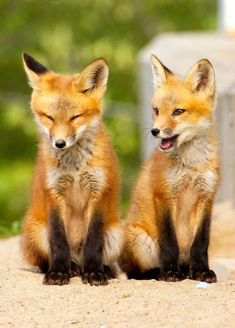 fox pups flickr photo sharing