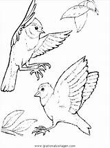 Uccelli Animali Vogel Ausmalbilder Colorare Ausmalen Ovipari Vogelhochzeit Malvorlage Verschiedene Tiere Boyama 2482 Condividi sketch template
