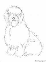 Sheepdog Coloring Pages English Old Getcolorings Printable 29kb 750px sketch template