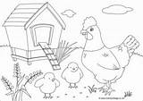 Colouring Chickens Scene Chicken Pages sketch template