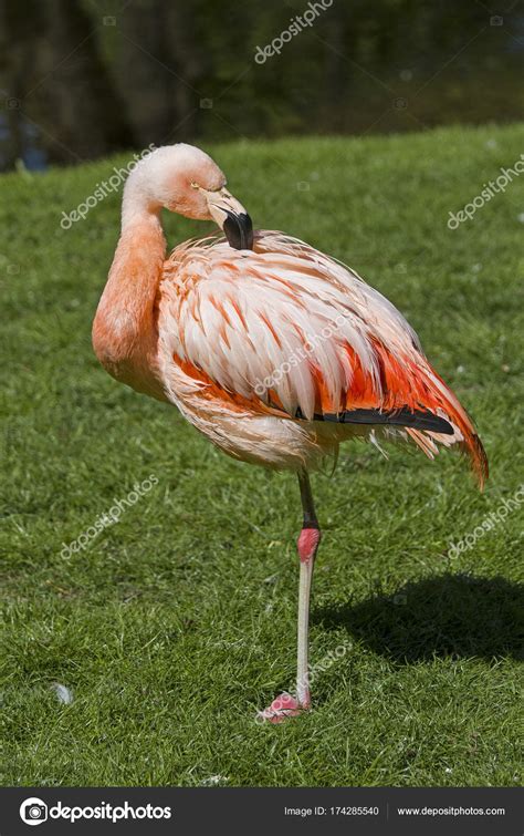 Picture A Flamingo Standing On One Leg Pink Flamingo