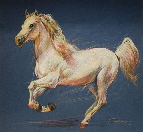 arabian horse portrait  equestrian art  petartportraits