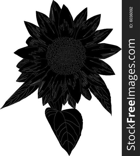 sunflower silhouette  stock  stockfreeimages