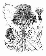 Thistle Scotch Getdrawings Drawing sketch template