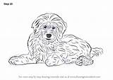 Goldendoodle Drawingtutorials101 Labradoodle Paintingvalley sketch template