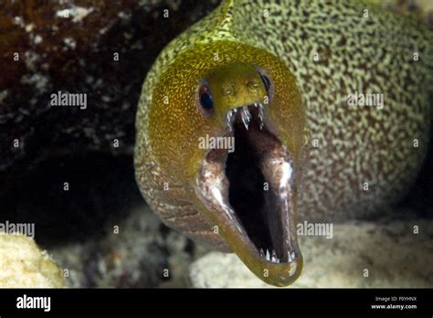 close  view  moray eel mouth open stock photo alamy