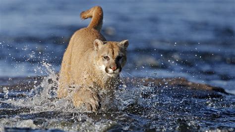 Runner Kills Cougar With Bare Hands After It Attacks Him Ladbible