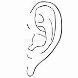 Ear Illustration Human Drawing Outline Vector Stock Frontal Coloring Line sketch template